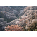 くれ竹万年毛筆 夢銀河 天然木 千本桜 中字 (DAY140-62)